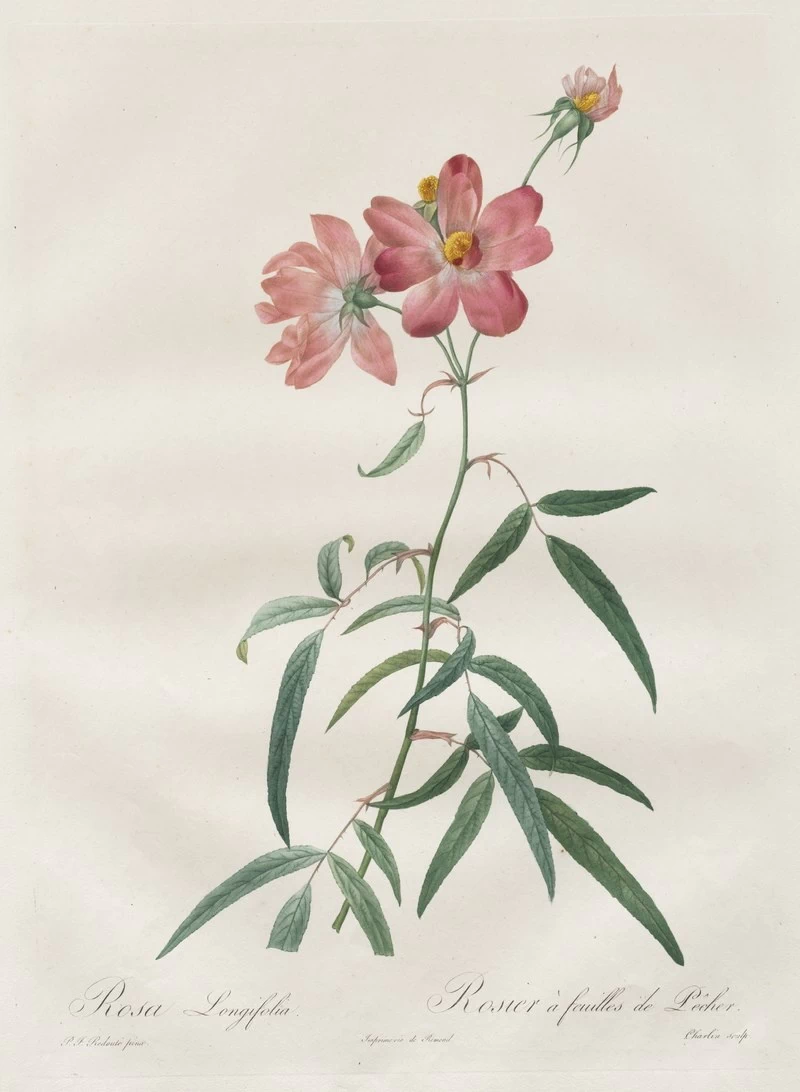 Rosa Longifolia - Cleveland Museum of Art